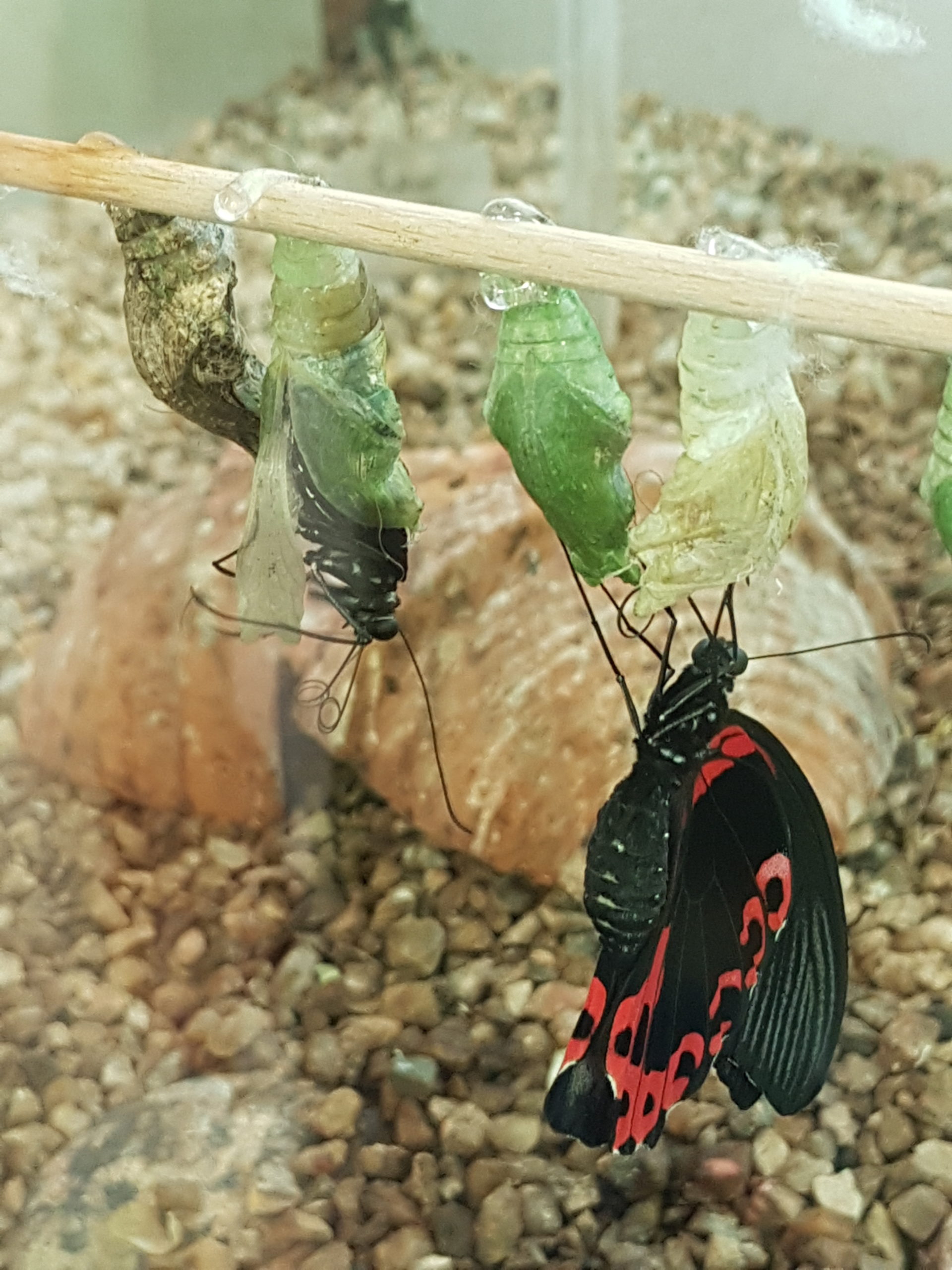 Le processus de deuil