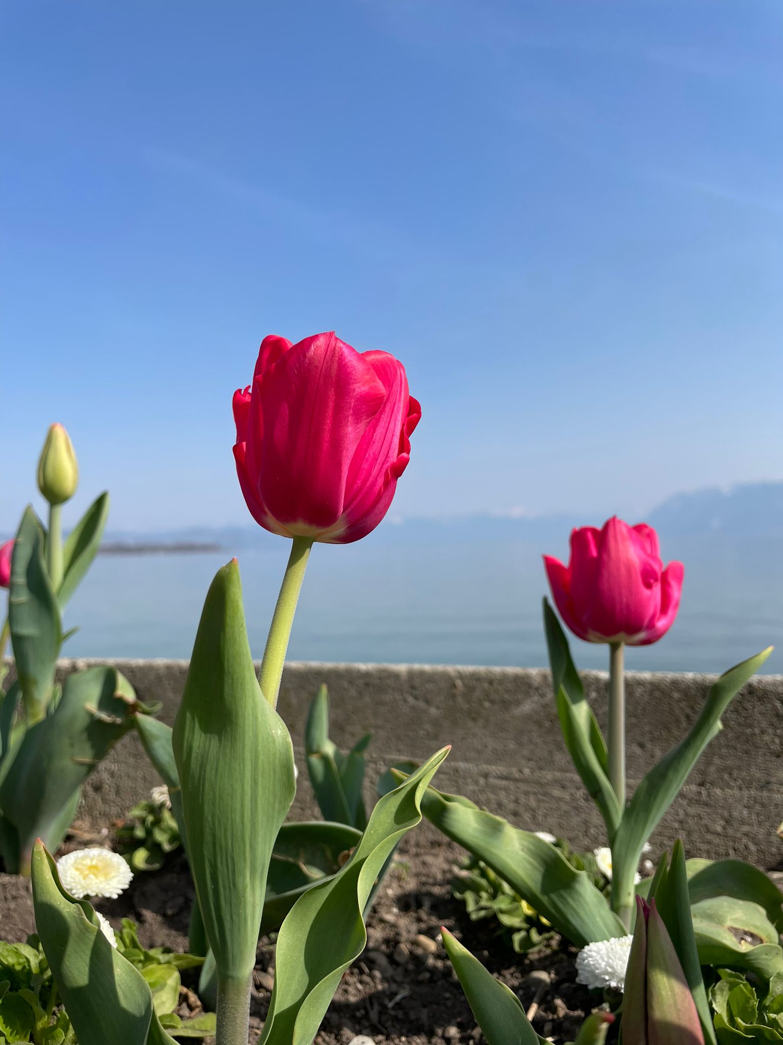 tulipe - Val T'accompagne vos retours