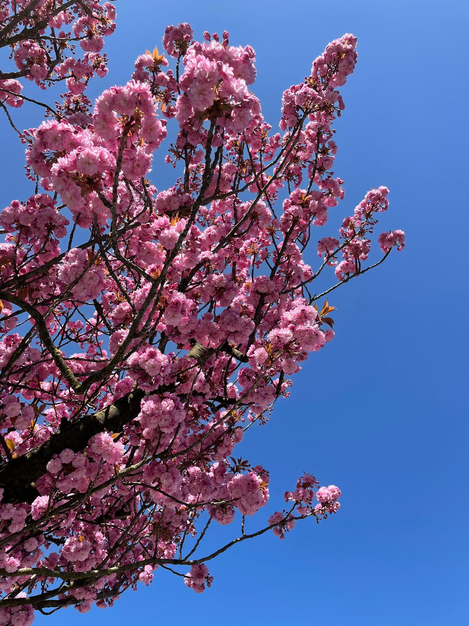 Croître à travers le deuil