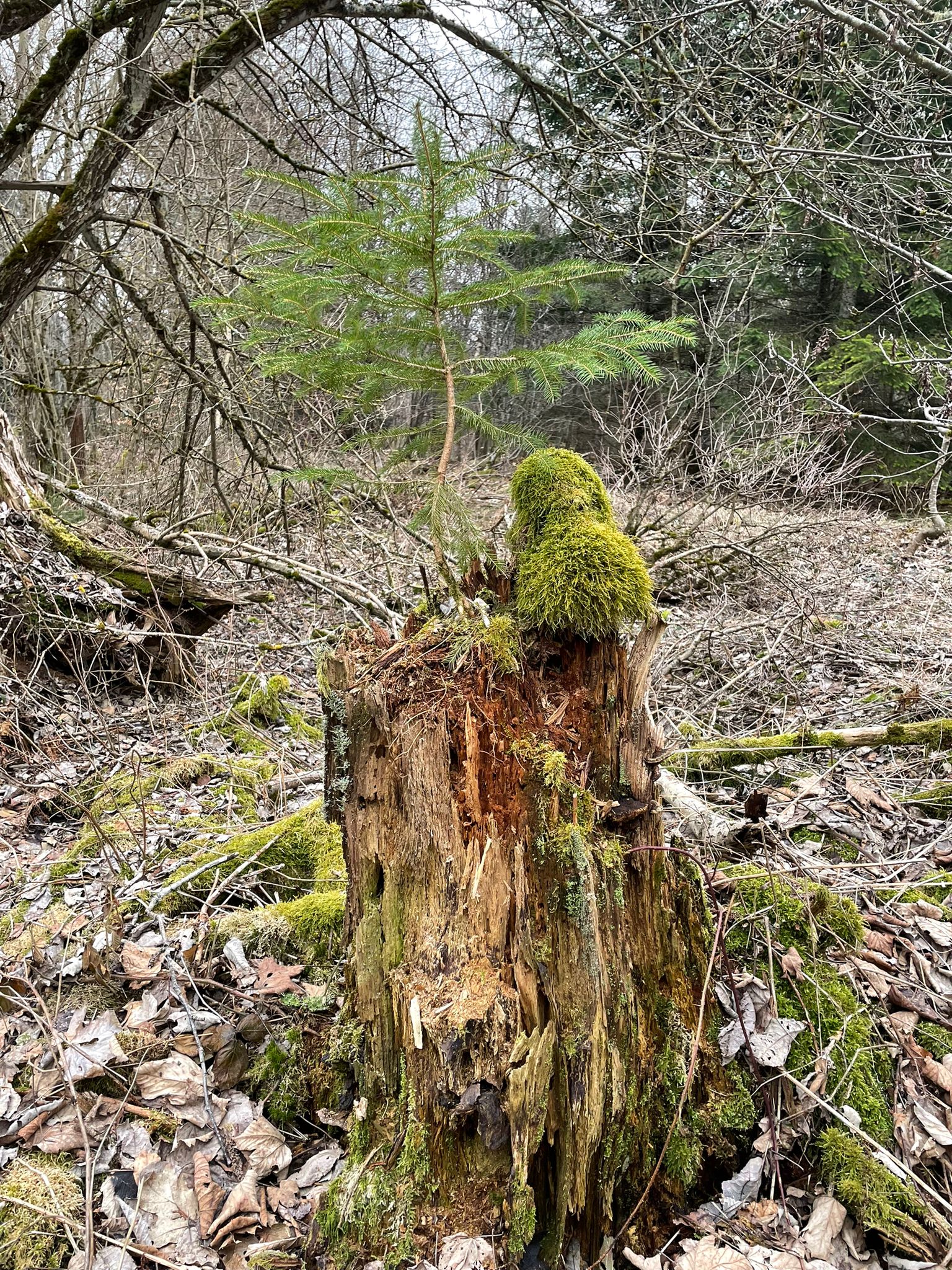 Funérailles, funéraire, funeste ou obsèques
