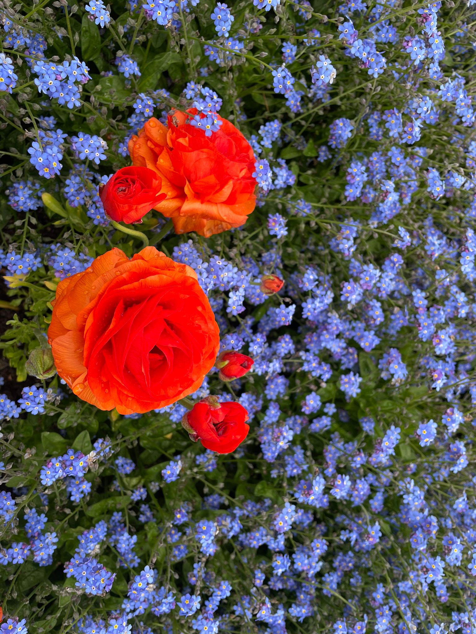 Processus de cicatrisation