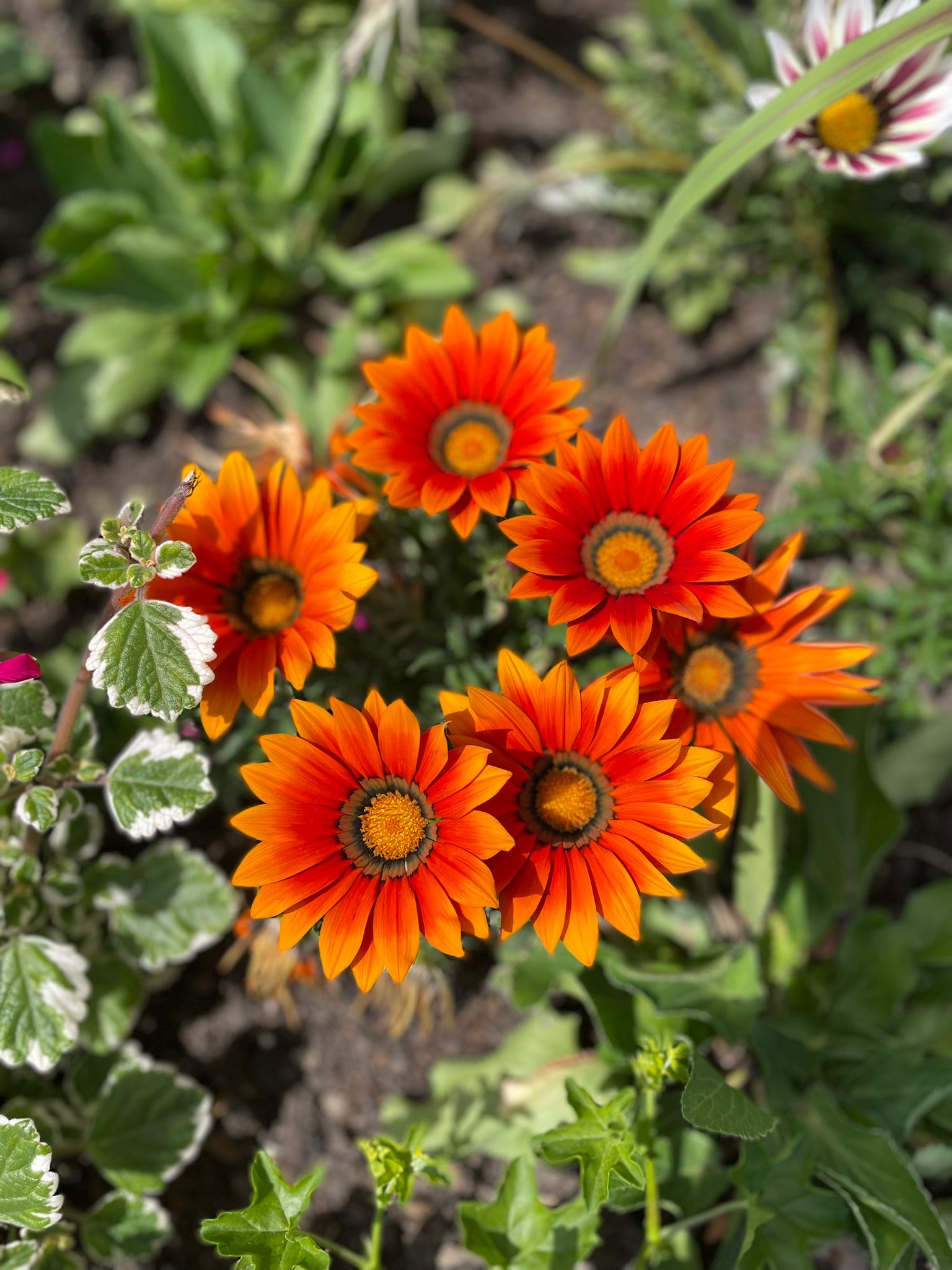 Dire au revoir suite à une interruption de grossesse