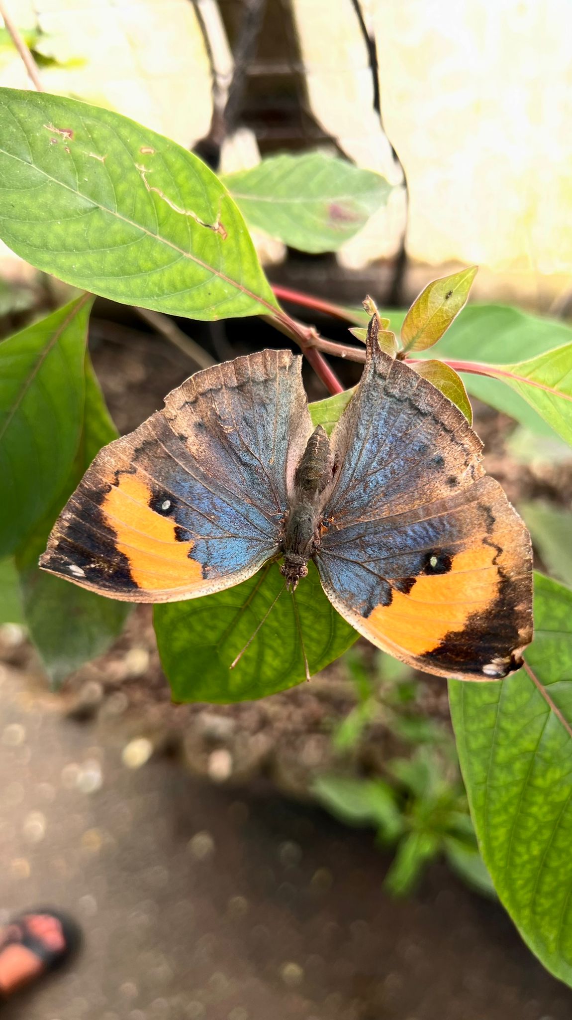 La métaphore du papillon