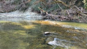 accompagnement deuil en forêt