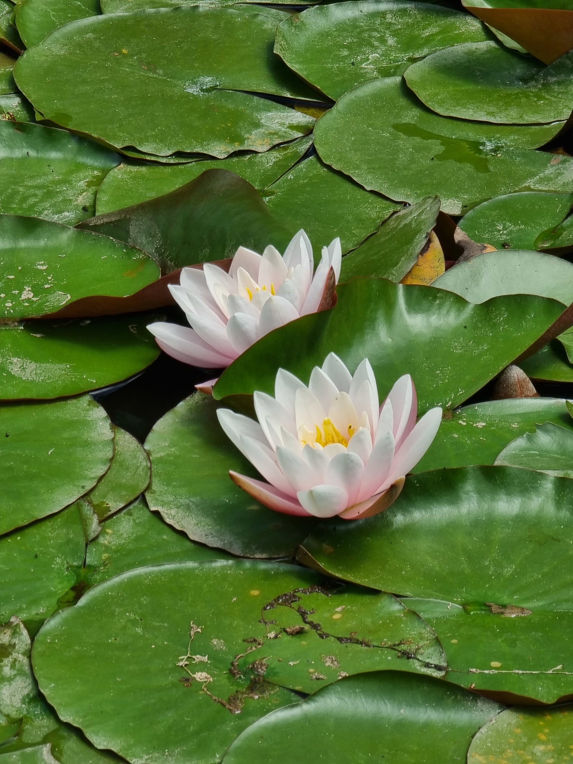 Le deuil et la confiance en toi