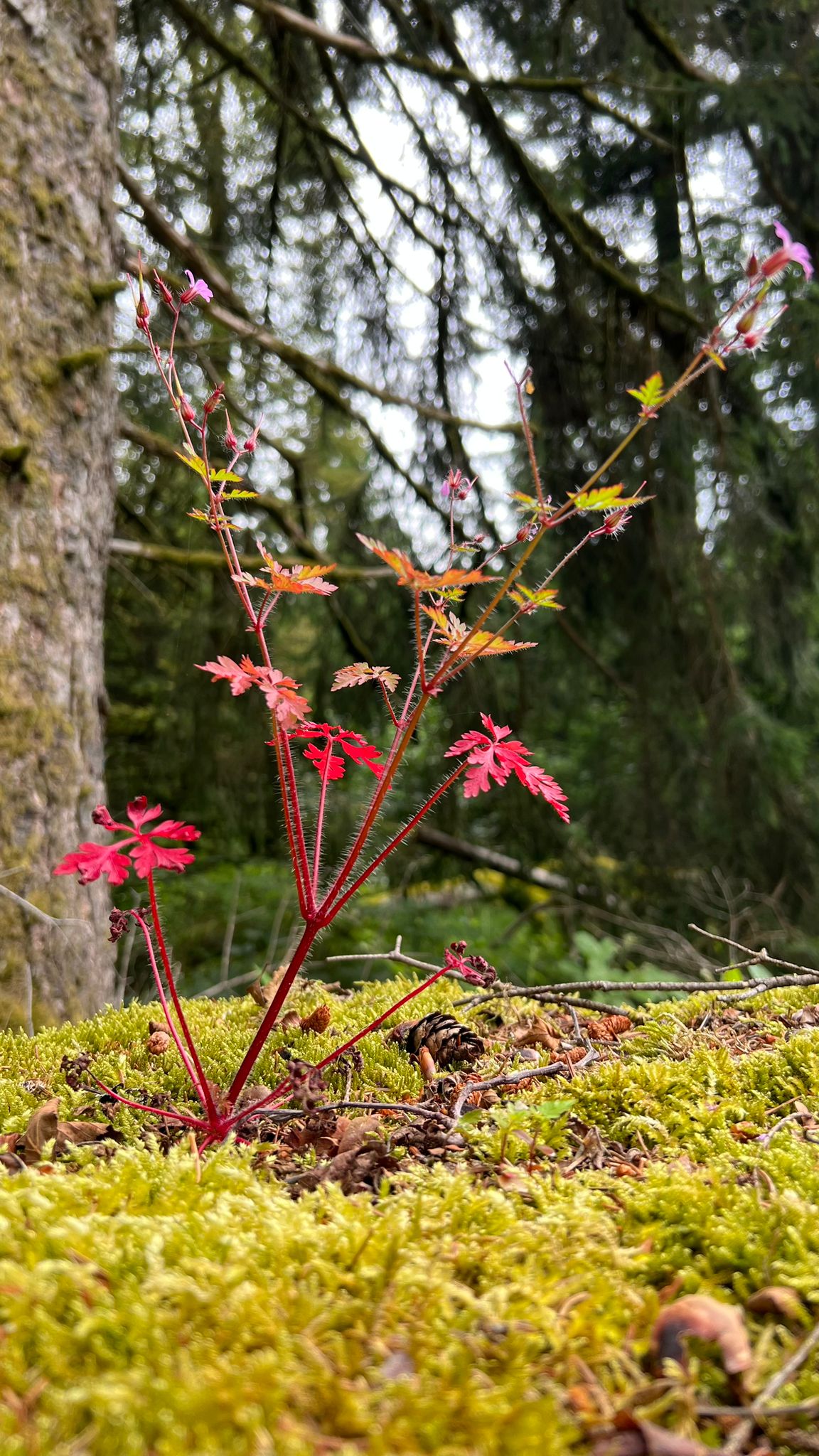 Ancrage durant le chemin du deuil